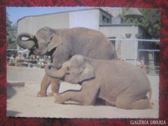 Indiai elefántok - postatiszta képeslap