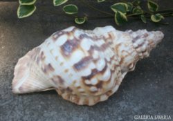 Gyűjtőknek, tengeri kagyló,  23 cm