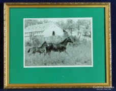 0C218 Eredeti lovas fotográfia Polner szignóval