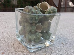 Üveg kaspó-Üvegtégely-váza zöld csigával