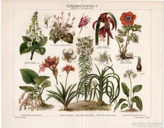 Teremnövények II., Pallas színes nyomat 1898