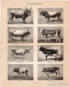 Szarvasmarhák II, nyomat 1898, bika, tehén, szarvasmarha
