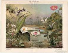 Vízi növények, 1898, Pallas nyomat, eredeti, antik