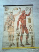 KIÁRUSÍTÁS! Antik anatómiai  térkép ' 86*127 cm