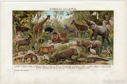Afrikai állatok, színes nyomat 1912, oroszlán, zsiráf, állat