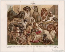 Kutyák, színes nyomat 1896, buldok, kopasz kutya, mopszli 