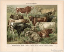 Szarvasmarhák I., színes nyomat 1896, bika, ökör, tehén