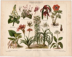 Teremnövények II., színes nyomat 1898, növény, virág, liliom, rózsa, kedves könnyecske