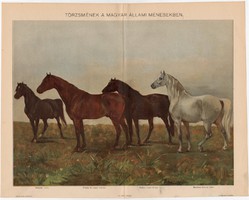 Törzsmének, színes nyomat 1898, ló, Nonius, Primás II., Obolyán, Maestoso, lipicai, angol, arab