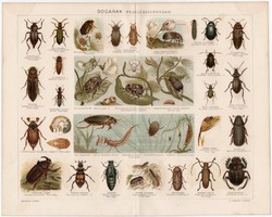 Bogarak, Pallas színes nyomat 1894, eredeti, antik, bogár, Nünüke, cinxér, szú, cserebogár, bolha