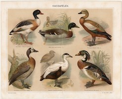 Kacsafélék, Pallas színes nyomat 1898, eredeti, kacsa, lúd, tőkés kacsa, dunnalúd, vadászat, régi
