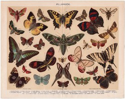 Pillangók, színes nyomat 1898, pillangó, lepke, eredeti, régi, Junonia Clelia, Papilio Sarpedon