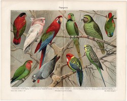 Papagájok, színes nyomat 1906, német nyelvű, papagáj, kékfejű, lóri, madár, kakapó, régi, litográfia
