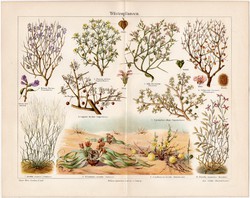 Sivatagi növények, színes nyomat 1908, német nyelvű, litográfia, eredeti, növény, virág, sivatag
