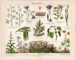 Növény, virág 1908, színes nyomat, német nyelvű, eredeti, litográfia, bogyó, gyökér, védelem, régi