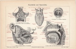 Szájüreg, orrüreg, színes nyomat 1905, német nyelvű, litográfia, gyógyászat, ember, orvos, száj, orr