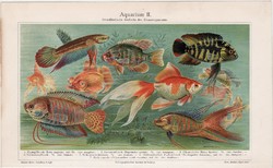 Külföldi díszhalak, akvárium, színes nyomat 1903, német nyelvű, eredeti, díszhal, hal, naphal, régi