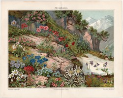 Alpesi növények, színes nyomat 1903, német, litográfia, eredeti, virág, növény, Alpok, régi  