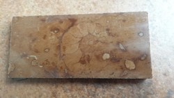 Csiszolt márványba ágyazódott csiga fosszília