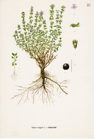 Kakukkfű, színes nyomat 1961, növény, levél, virág, fűszer, gyógynövény
