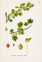 Egres, színes nyomat 1961, növény, virág, gyümölcs