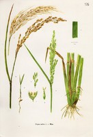 Rizs, színes nyomat 1961, növény, levél, virág, gabona