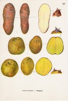 Burgonya I., színes nyomat 1961, növény, zöldség, krumpli