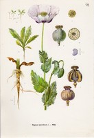 Mák, színes nyomat 1961, növény, levél, virág