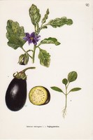 Padlizsán (tojásgyümölcs), színes nyomat 1961, növény, levél, virág, zöldség