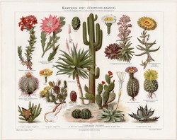Kaktuszok, litográfia 1894, német nyelvű, eredeti, színes nyomat, növény,virág, kaktusz, fajták