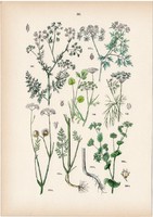 Fűszerkömény, buvákfű, büdös borgyökér, édeskömény litográfia 1884, német, eredeti, növény, virág