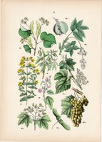 Bortermő szőlő, mezei juhar, mogyorós hólyagfa, európai hárs litográfia 1884, német, növény, virág