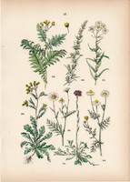 Orvosi székfű, kenyérbélcickafark, varádics, mezei üröm, kamilla litográfia 1884, növény, virág