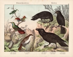 Holló, varjú, kolibri, hegyi fakúsz, litográfia 1886, eredeti, 32 x 41 cm, nagy méret, madár