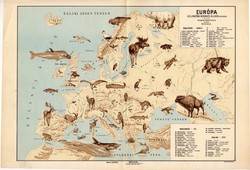 Európa állatföldrajzi térkép 1928, magyar nyelvű, 28 x 40 cm, madár, hal, gerinces, állat
