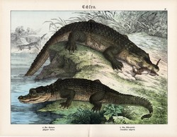 Aligátor, nílusi krokodil, litográfia 1890, eredeti, 32 x 41 cm, nagy méret, német nyelvű