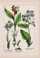 Fekete nadálytő, borágó, atracél és orvosi tüdőfű, ebnyelvűfű, litográfia 1895, 17 x 25 cm, növény