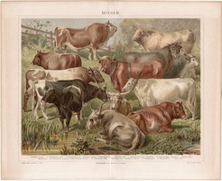 Szarvasmarhák, litográfia 1888, német nyelvű, eredeti, színes nyomat, szarvasmarha, tehén, marha