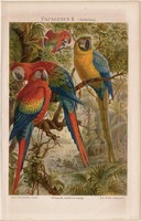 Papagáj II., színes nyomat 1888, német nyelvű, litográfia, eredeti, arara, madár, régi