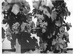 Borászat, szőlészet Vintage fotó 18*25 egy borász felvétele Csercsap