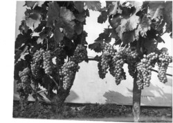 Borászat, szőlészet Vintage fotó 18*25 egy borász felvétele Csercsap