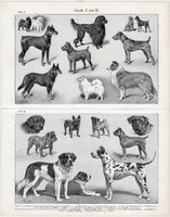 Kutyák 1905, egyszínű nyomat, német nyelvű, eredeti, kutya, németjuhász, dobermann, agár, írszetter