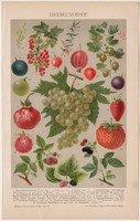 Bogyós gyümölcsök, litográfia 1895, színes nyomat, német nyelvű, gyümölcs, szőlő, szeder, eper
