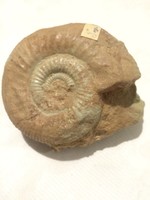 Ammonitesz!(“bél”)