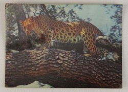 0V501 3 dimenziós leopárdos állatos képeslap