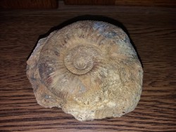 Ammonitesz Fosszília