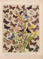 Magyarország lepkéi (7), litográfia 1907, színes nyomat, lepke, pillangó, hernyó, Telicanus, Eumedon