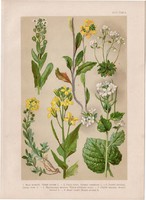 Magyar növények (42), litográfia 1903, színes nyomat, virág, ternye, daravirág, káposzta, zsombor
