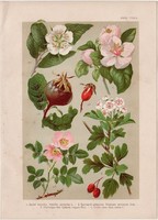 Magyar növények (32), litográfia 1903, színes nyomat, virág, naspolya, galagonya, birs, csipke rózsa