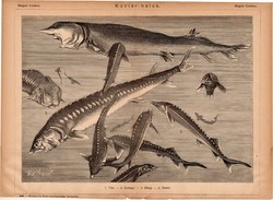 Kaviárhalak, egyszín nyomat 1885, Magyar Lexikon, , Rautmann Frigyes, hal, viza, kecsege, sőreg